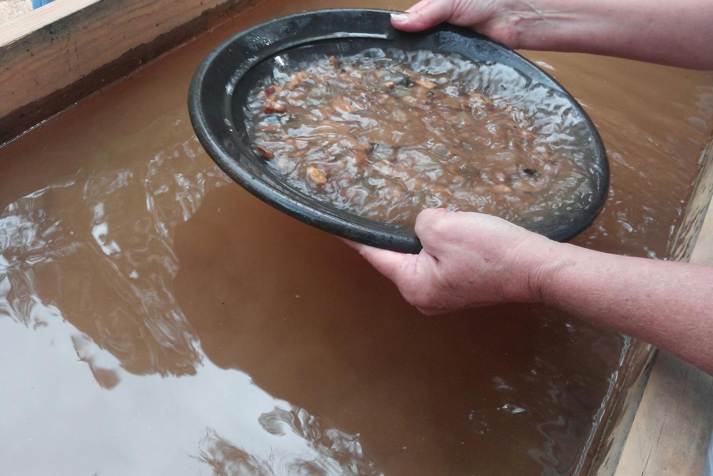 Holding pan full of dirt over water filled trough